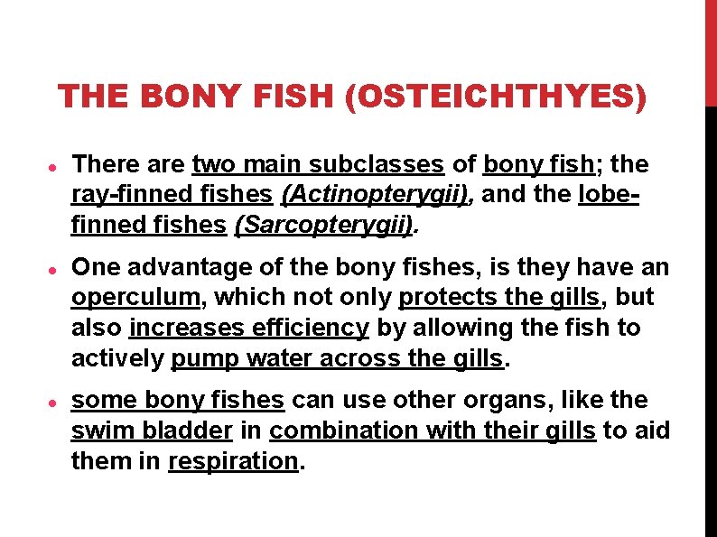 THE BONY FISH (OSTEICHTHYES) There are two main subclasses of bony fish; the ray-finned