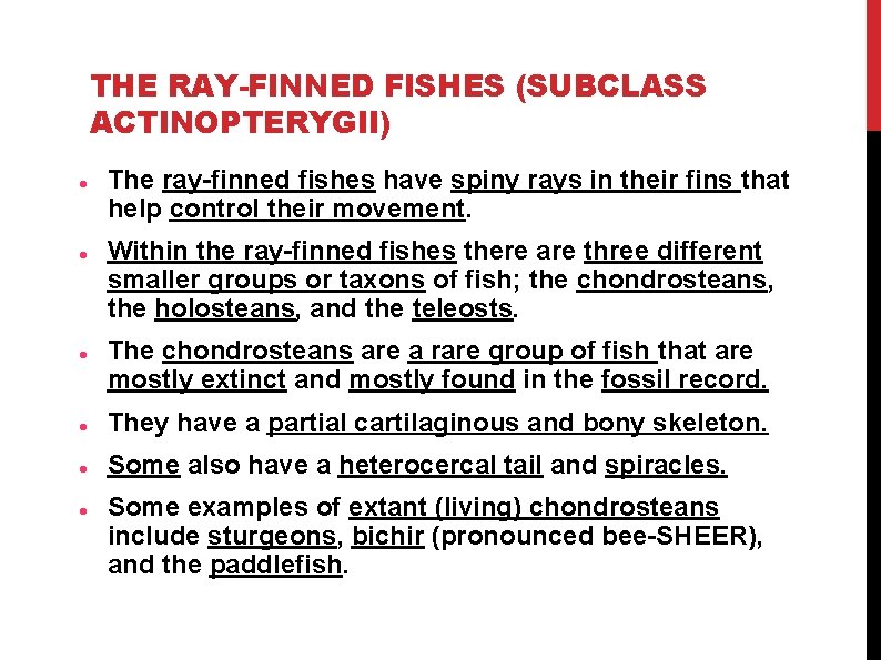 THE RAY-FINNED FISHES (SUBCLASS ACTINOPTERYGII) The ray-finned fishes have spiny rays in their fins