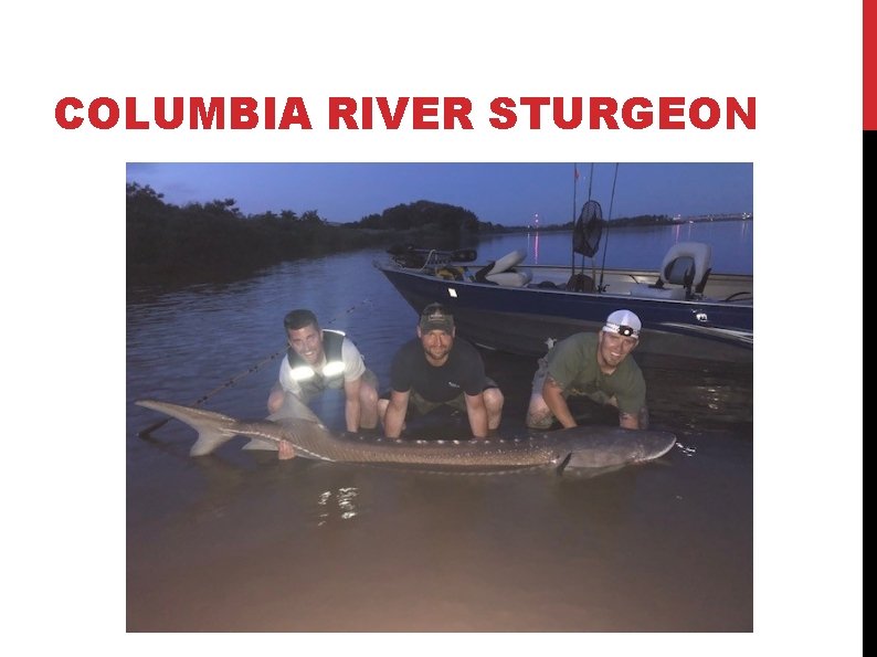 COLUMBIA RIVER STURGEON 