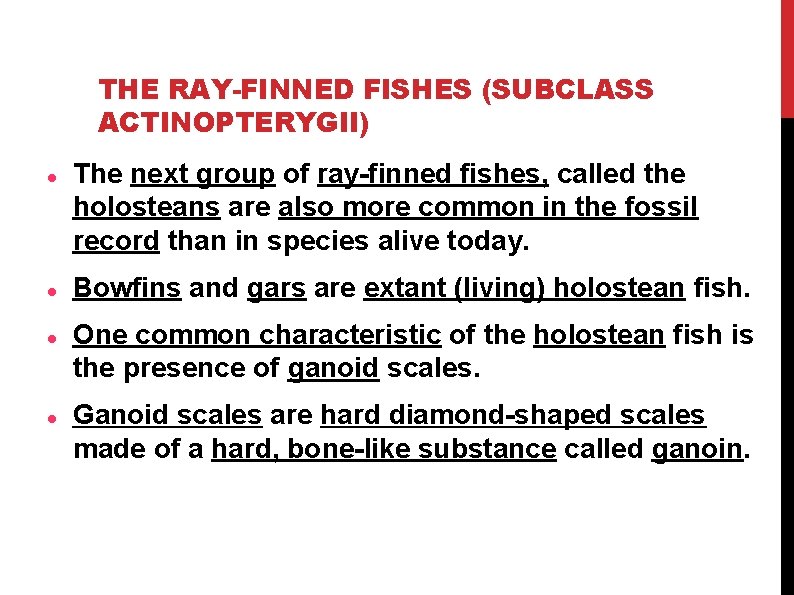 THE RAY-FINNED FISHES (SUBCLASS ACTINOPTERYGII) The next group of ray-finned fishes, called the holosteans