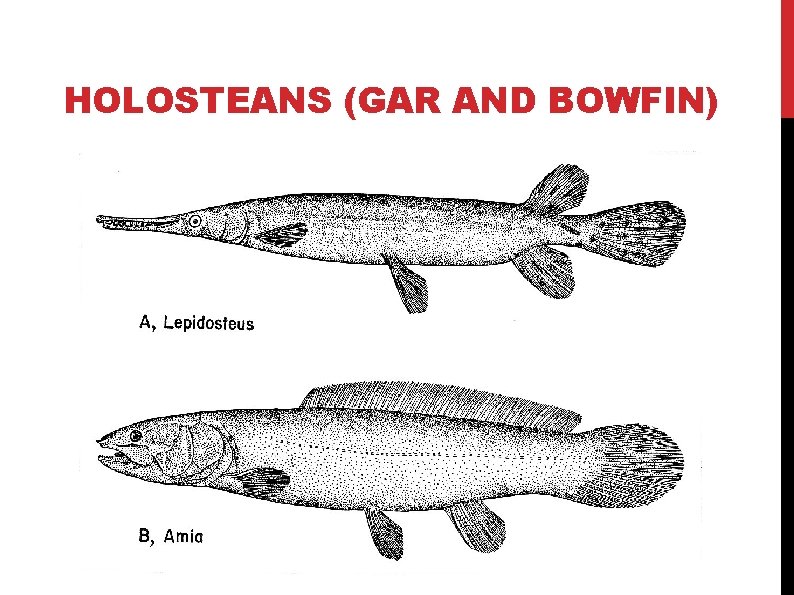 HOLOSTEANS (GAR AND BOWFIN) 