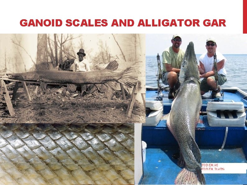 GANOID SCALES AND ALLIGATOR GAR 