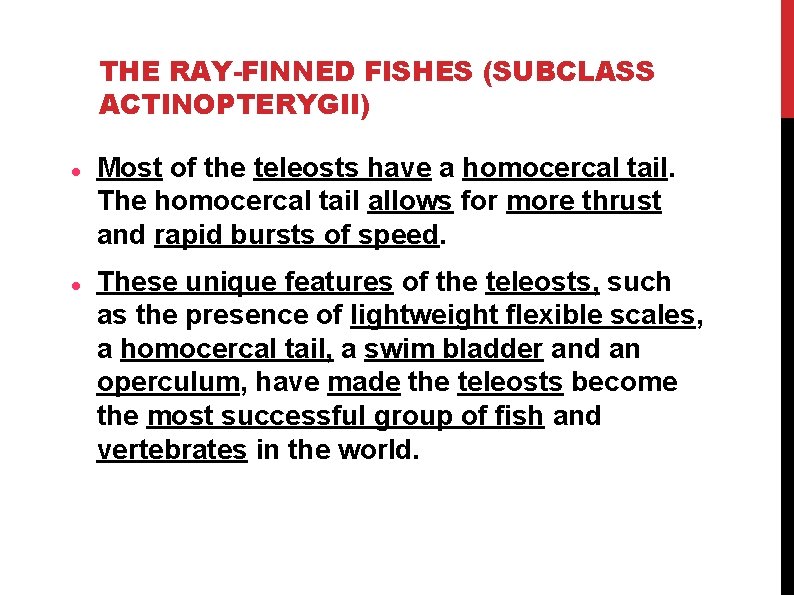 THE RAY-FINNED FISHES (SUBCLASS ACTINOPTERYGII) Most of the teleosts have a homocercal tail. The