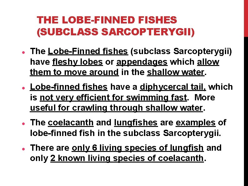 THE LOBE-FINNED FISHES (SUBCLASS SARCOPTERYGII) The Lobe-Finned fishes (subclass Sarcopterygii) have fleshy lobes or