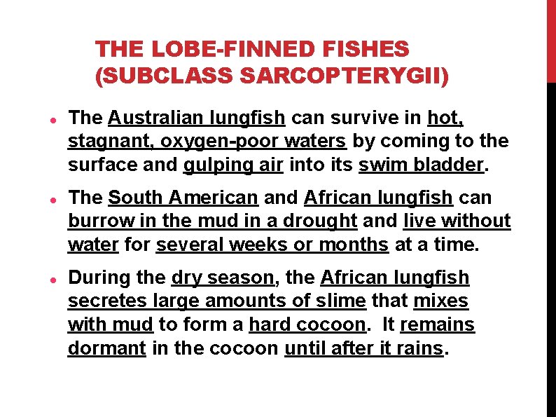 THE LOBE-FINNED FISHES (SUBCLASS SARCOPTERYGII) The Australian lungfish can survive in hot, stagnant, oxygen-poor