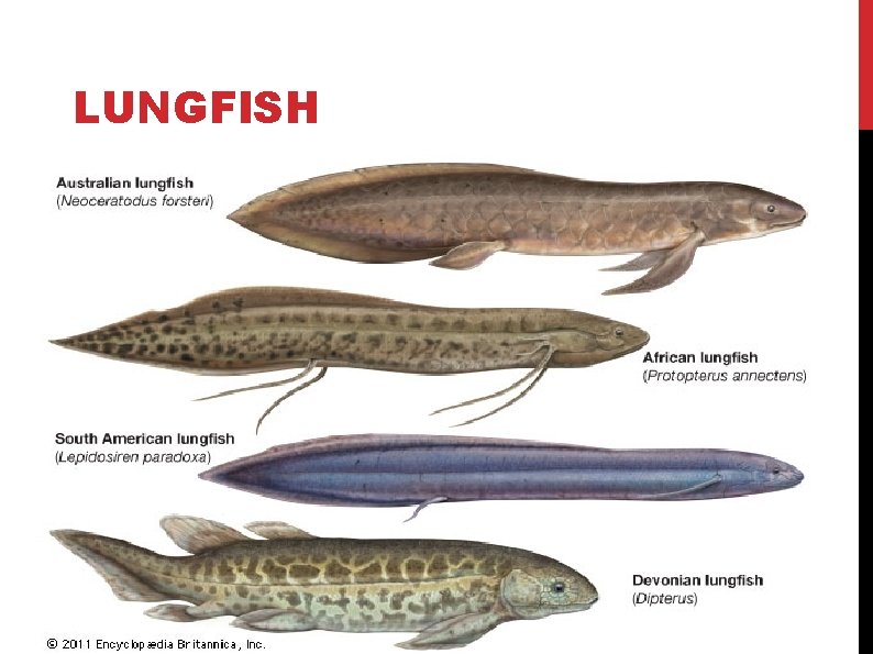 LUNGFISH 