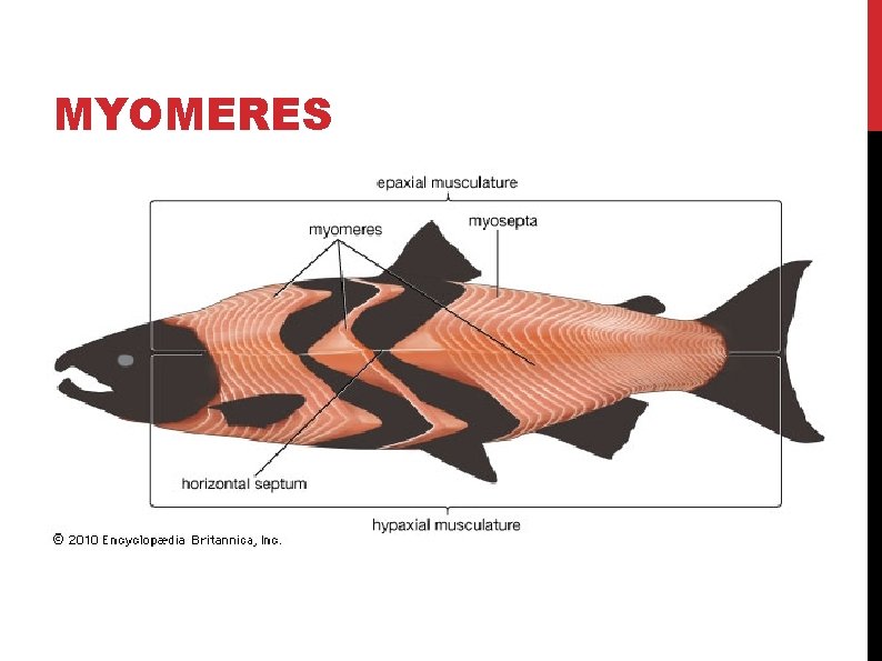 MYOMERES 