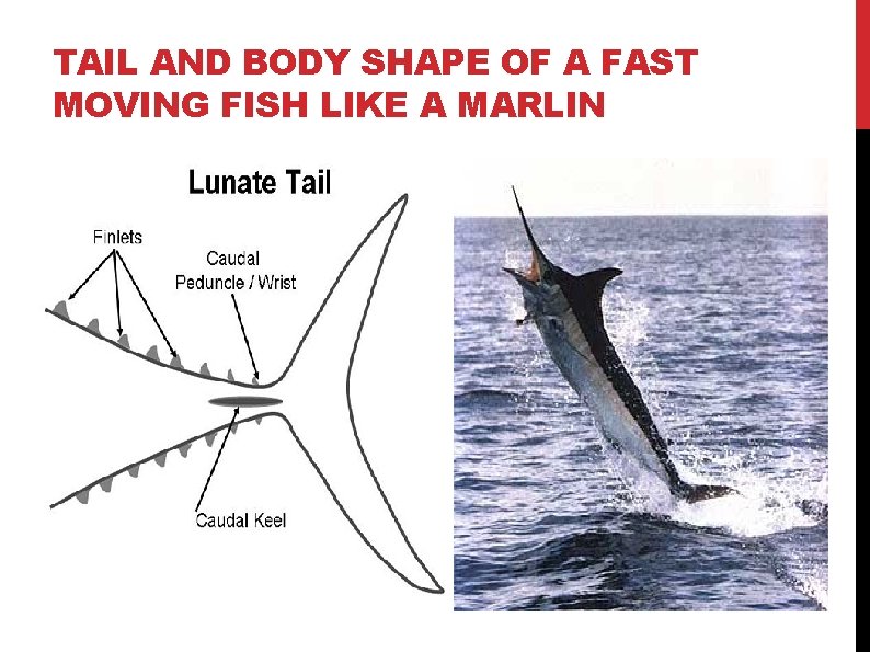 TAIL AND BODY SHAPE OF A FAST MOVING FISH LIKE A MARLIN 