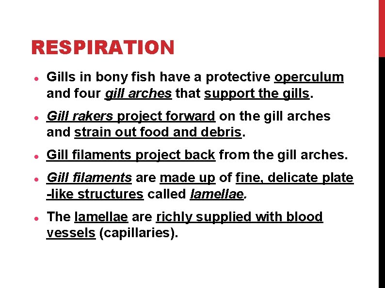 RESPIRATION Gills in bony fish have a protective operculum and four gill arches that