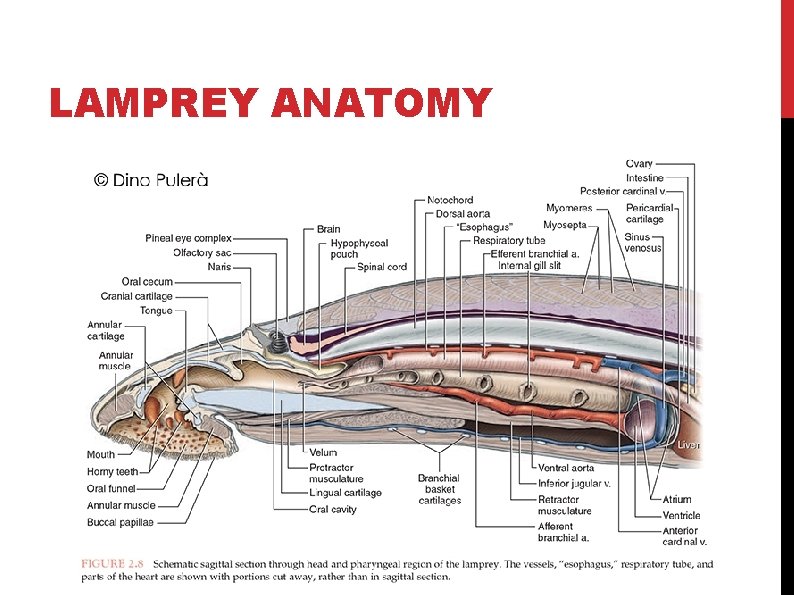 LAMPREY ANATOMY 