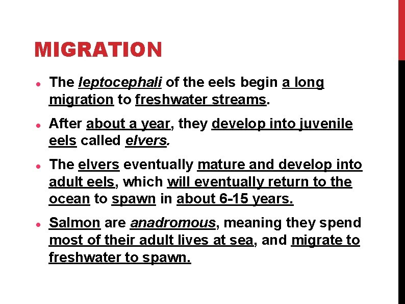 MIGRATION The leptocephali of the eels begin a long migration to freshwater streams. After