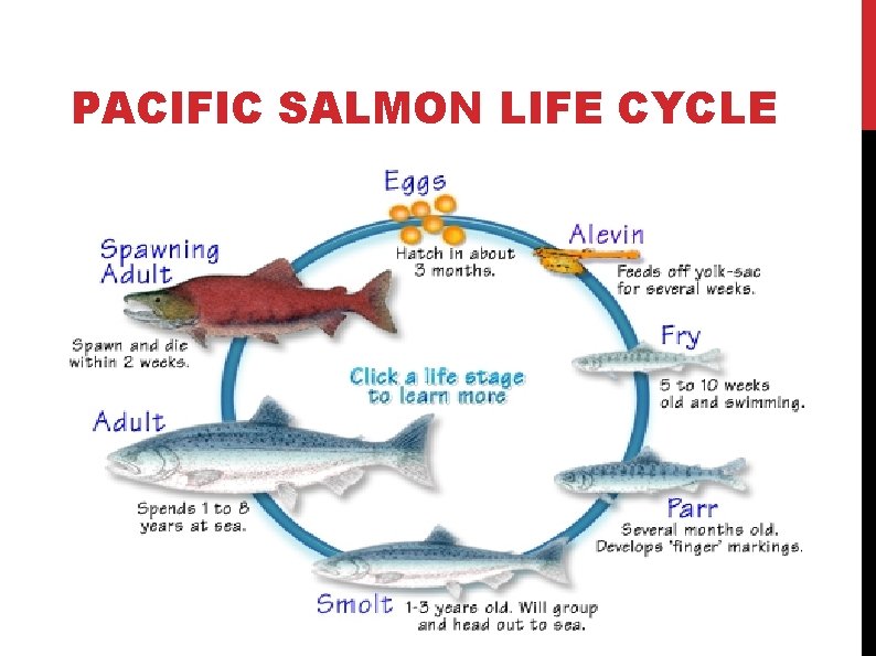 PACIFIC SALMON LIFE CYCLE 