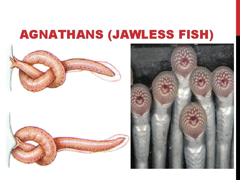 AGNATHANS (JAWLESS FISH) 