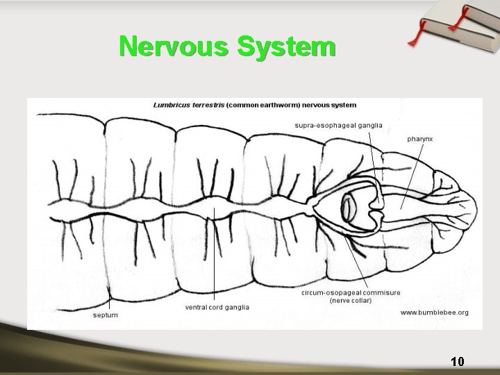 Nervous System 10 