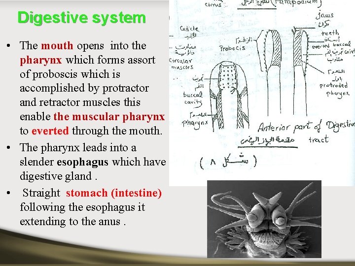 Digestive system • The mouth opens into the pharynx which forms assort of proboscis