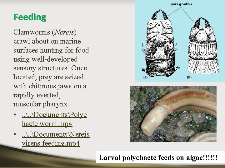 Feeding Clamworms (Nereis) crawl about on marine surfaces hunting for food using well-developed sensory