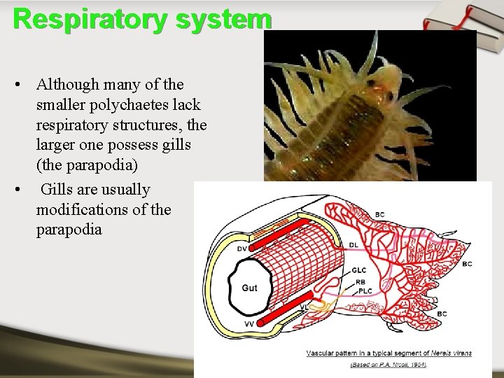 Respiratory system • Although many of the smaller polychaetes lack respiratory structures, the larger