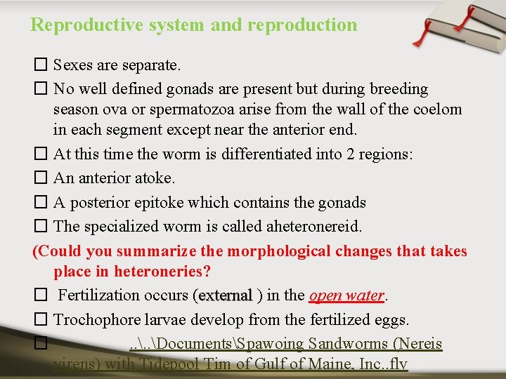 Reproductive system and reproduction � Sexes are separate. � No well defined gonads are