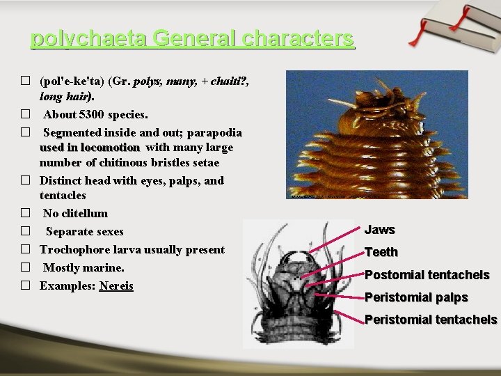 polychaeta General characters � (pol'e-ke'ta) (Gr. polys, many, + chaiti? , long hair). �