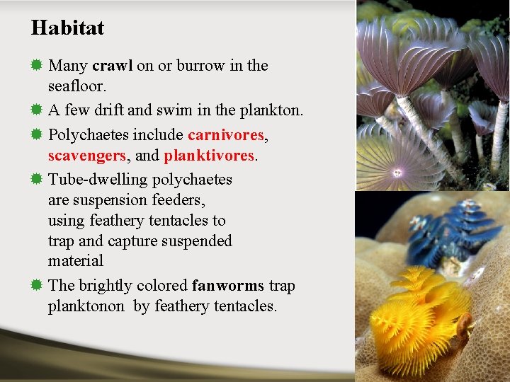 Habitat ® Many crawl on or burrow in the seafloor. ® A few drift