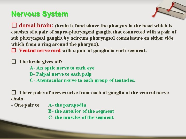 Nervous System � dorsal brain: (brain is fond above the pharynx in the head