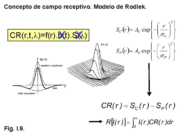 Concepto de campo receptivo. Modelo de Rodiek. x x CR(r, t, l)=f(r). h(t). S(l) Concepto de campo receptivo. Modelo de Rodiek. x x CR(r, t, l)=f(r). h(t). S(l)