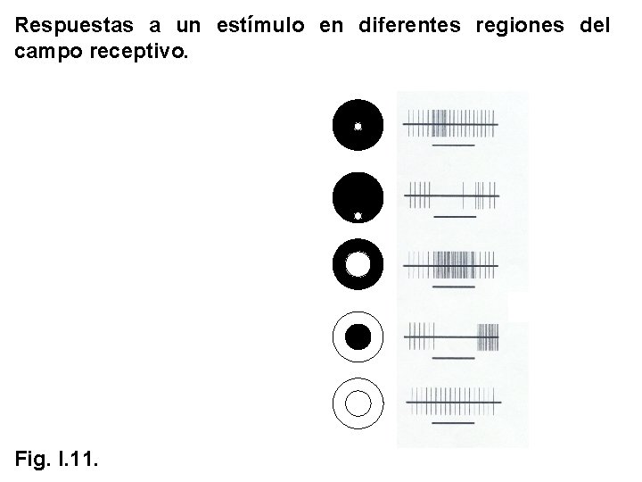 Respuestas a un estímulo en diferentes regiones del campo receptivo. Fig. I. 11. Respuestas a un estímulo en diferentes regiones del campo receptivo. Fig. I. 11.