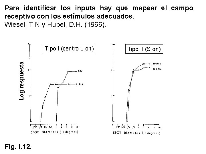 Para identificar los inputs hay que mapear el campo receptivo con los estímulos adecuados. Para identificar los inputs hay que mapear el campo receptivo con los estímulos adecuados.