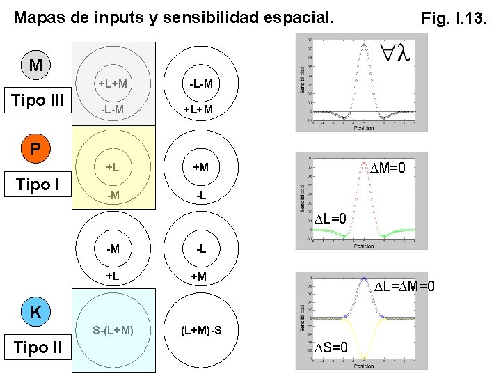 Mapas de inputs y sensibilidad espacial. Fig. I. 13. M Tipo III +L+M -L-M Mapas de inputs y sensibilidad espacial. Fig. I. 13. M Tipo III +L+M -L-M
