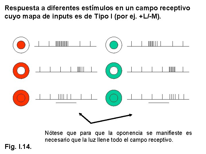 Respuesta a diferentes estímulos en un campo receptivo cuyo mapa de inputs es de Respuesta a diferentes estímulos en un campo receptivo cuyo mapa de inputs es de