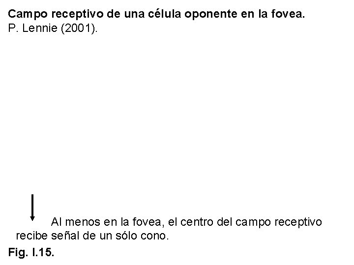 Campo receptivo de una célula oponente en la fovea. P. Lennie (2001). Al menos Campo receptivo de una célula oponente en la fovea. P. Lennie (2001). Al menos