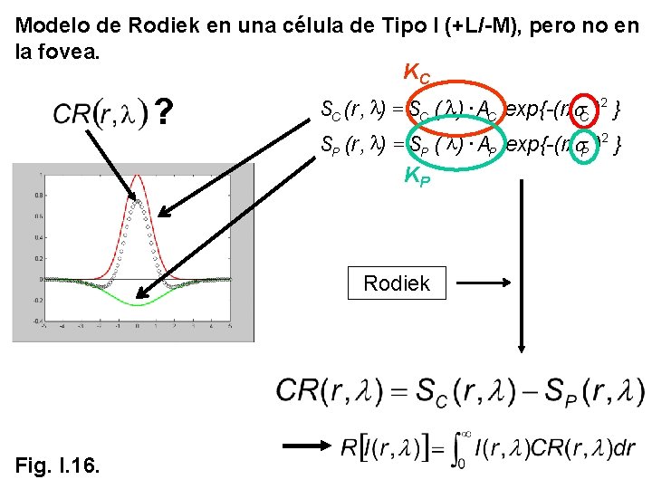 Modelo de Rodiek en una célula de Tipo I (+L/-M), pero no en la Modelo de Rodiek en una célula de Tipo I (+L/-M), pero no en la