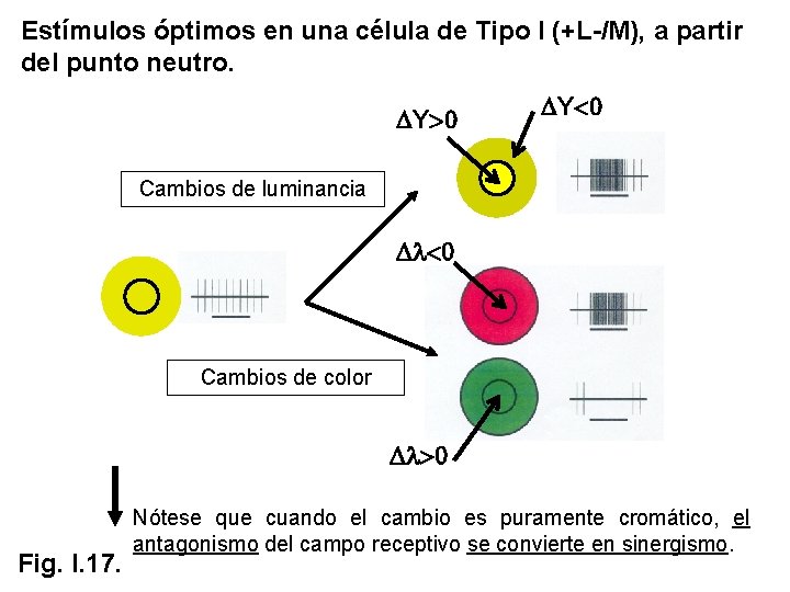 Estímulos óptimos en una célula de Tipo I (+L-/M), a partir del punto neutro. Estímulos óptimos en una célula de Tipo I (+L-/M), a partir del punto neutro.