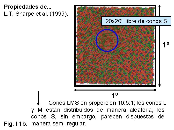 Propiedades de. . . L. T. Sharpe et al. (1999). 20 x 20’’ libre Propiedades de. . . L. T. Sharpe et al. (1999). 20 x 20’’ libre