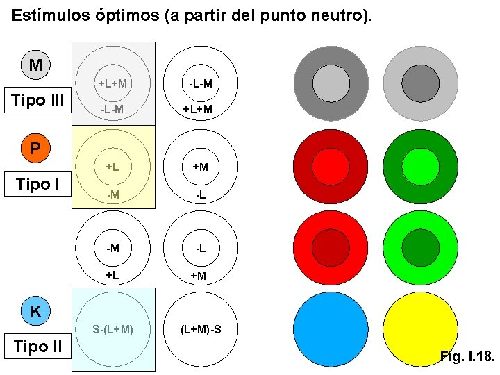 Estímulos óptimos (a partir del punto neutro). M Tipo III +L+M -L-M +L+M +L Estímulos óptimos (a partir del punto neutro). M Tipo III +L+M -L-M +L+M +L