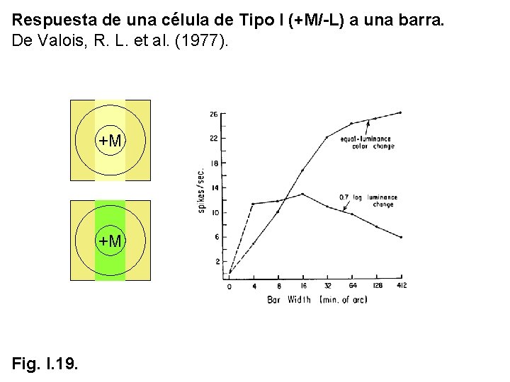 Respuesta de una célula de Tipo I (+M/-L) a una barra. De Valois, R. Respuesta de una célula de Tipo I (+M/-L) a una barra. De Valois, R.