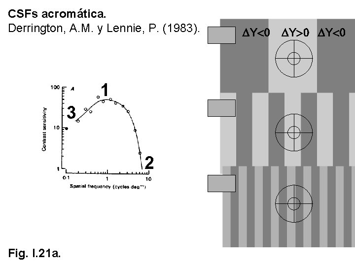 CSFs acromática. Derrington, A. M. y Lennie, P. (1983). DY<0 DY>0 DY<0 3 1 CSFs acromática. Derrington, A. M. y Lennie, P. (1983). DY<0 DY>0 DY<0 3 1