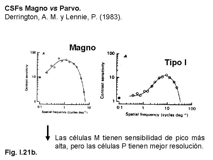CSFs Magno vs Parvo. Derrington, A. M. y Lennie, P. (1983). Magno Tipo I CSFs Magno vs Parvo. Derrington, A. M. y Lennie, P. (1983). Magno Tipo I
