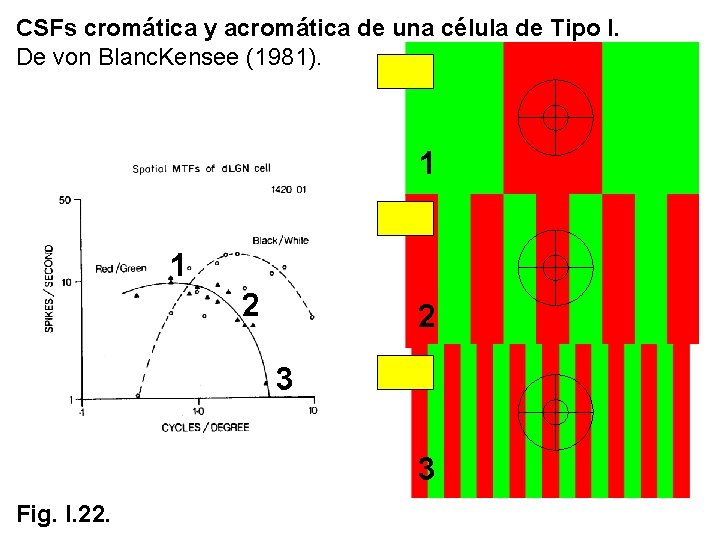 CSFs cromática y acromática de una célula de Tipo I. De von Blanc. Kensee CSFs cromática y acromática de una célula de Tipo I. De von Blanc. Kensee