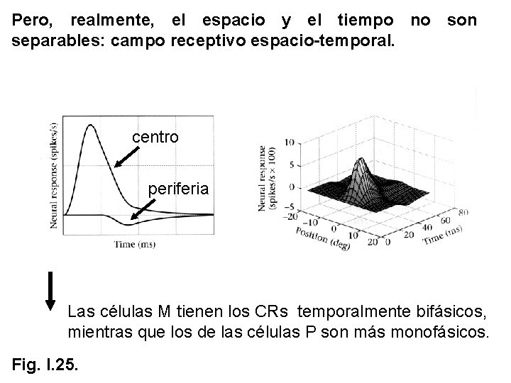 Pero, realmente, el espacio y el tiempo no son separables: campo receptivo espacio-temporal. centro Pero, realmente, el espacio y el tiempo no son separables: campo receptivo espacio-temporal. centro