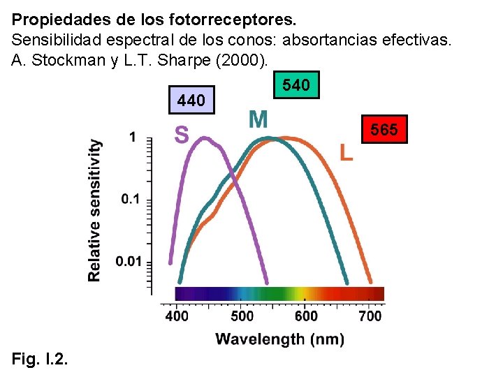 Propiedades de los fotorreceptores. Sensibilidad espectral de los conos: absortancias efectivas. A. Stockman y Propiedades de los fotorreceptores. Sensibilidad espectral de los conos: absortancias efectivas. A. Stockman y