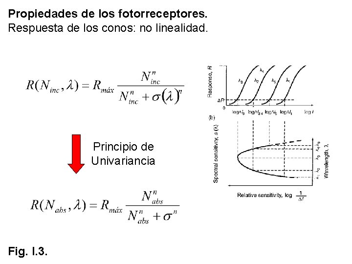 Propiedades de los fotorreceptores. Respuesta de los conos: no linealidad. Principio de Univariancia Fig. Propiedades de los fotorreceptores. Respuesta de los conos: no linealidad. Principio de Univariancia Fig.