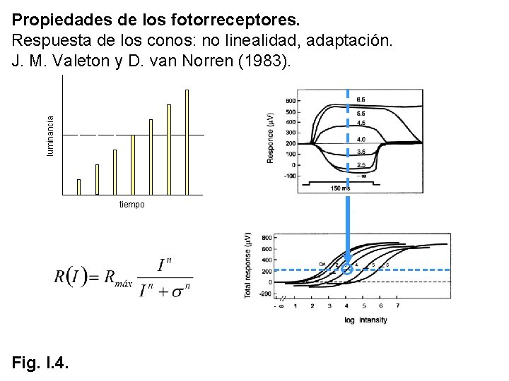 luminancia Propiedades de los fotorreceptores. Respuesta de los conos: no linealidad, adaptación. J. M. luminancia Propiedades de los fotorreceptores. Respuesta de los conos: no linealidad, adaptación. J. M.