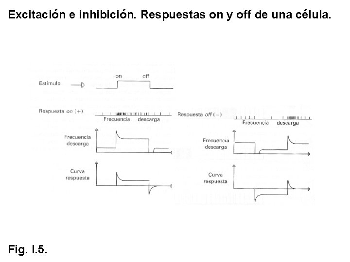 Excitación e inhibición. Respuestas on y off de una célula. Fig. I. 5. Excitación e inhibición. Respuestas on y off de una célula. Fig. I. 5.