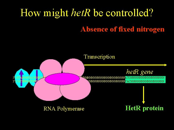 How might het. R be controlled? Absence of fixed nitrogen Transcription het. R gene