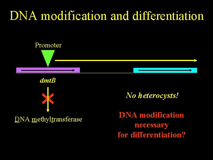 DNA modification and differentiation Promoter dmt. B No heterocysts! DNA methyltransferase DNA modification necessary