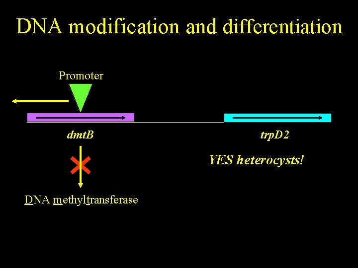 DNA modification and differentiation Promoter dmt. B trp. D 2 YES heterocysts! DNA methyltransferase