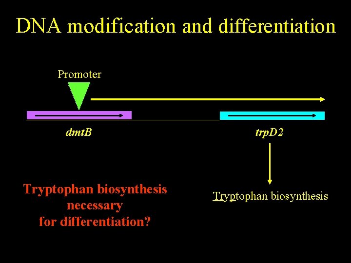 DNA modification and differentiation Promoter dmt. B Tryptophan biosynthesis necessary for differentiation? trp. D