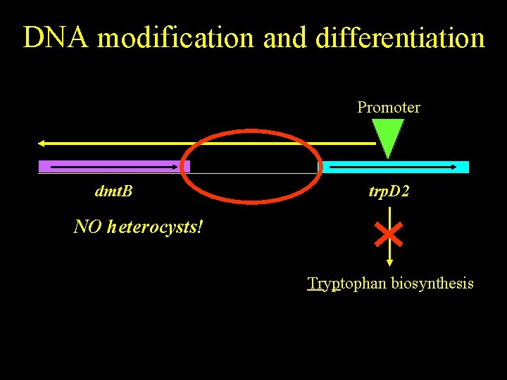 DNA modification and differentiation Promoter dmt. B trp. D 2 NO heterocysts! Tryptophan biosynthesis