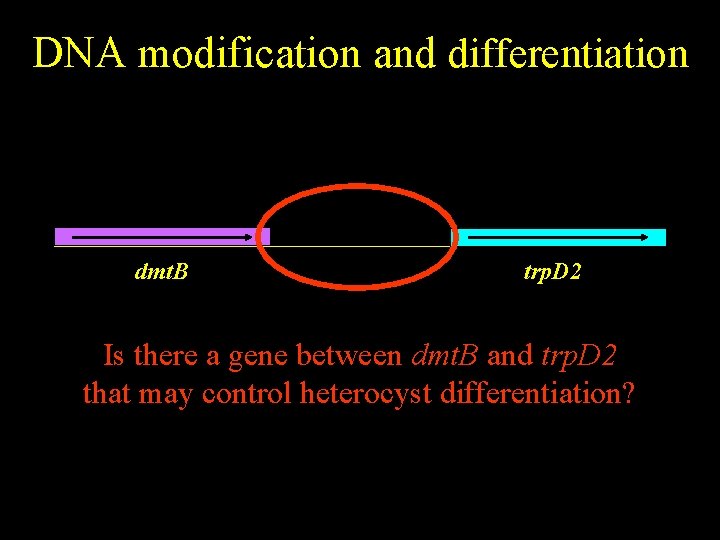 DNA modification and differentiation dmt. B trp. D 2 Is there a gene between